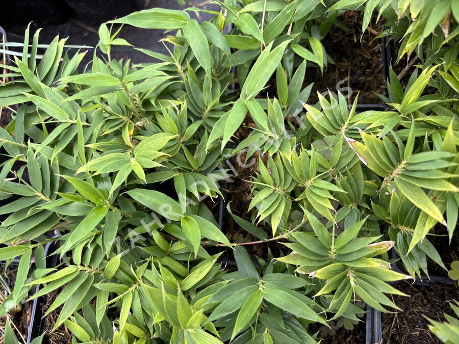 Bambus - Pleioblastus pygmaeus