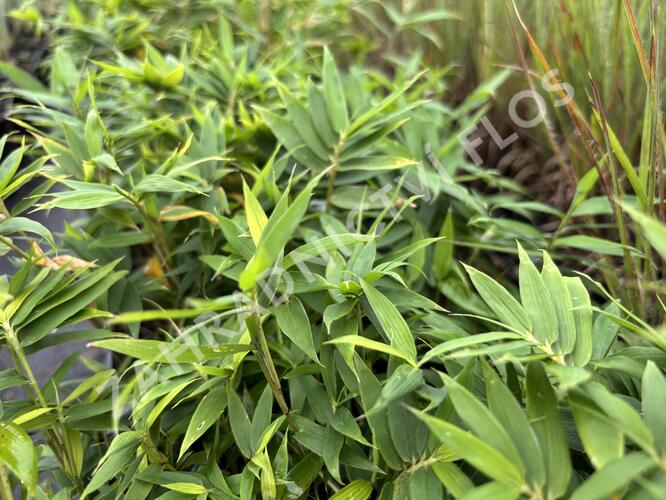 Bambus - Pleioblastus pygmaeus