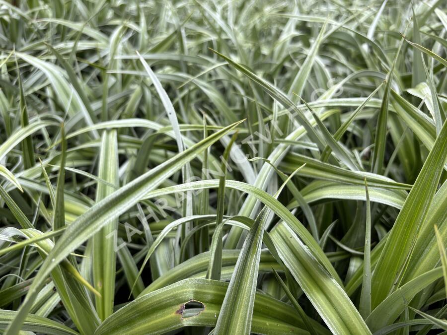 Astelie 'Silver Shadow' - Astelia 'Silver Shadow'