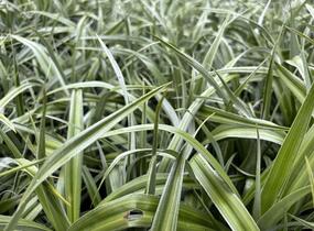 Astelie 'Silver Shadow' - Astelia 'Silver Shadow'