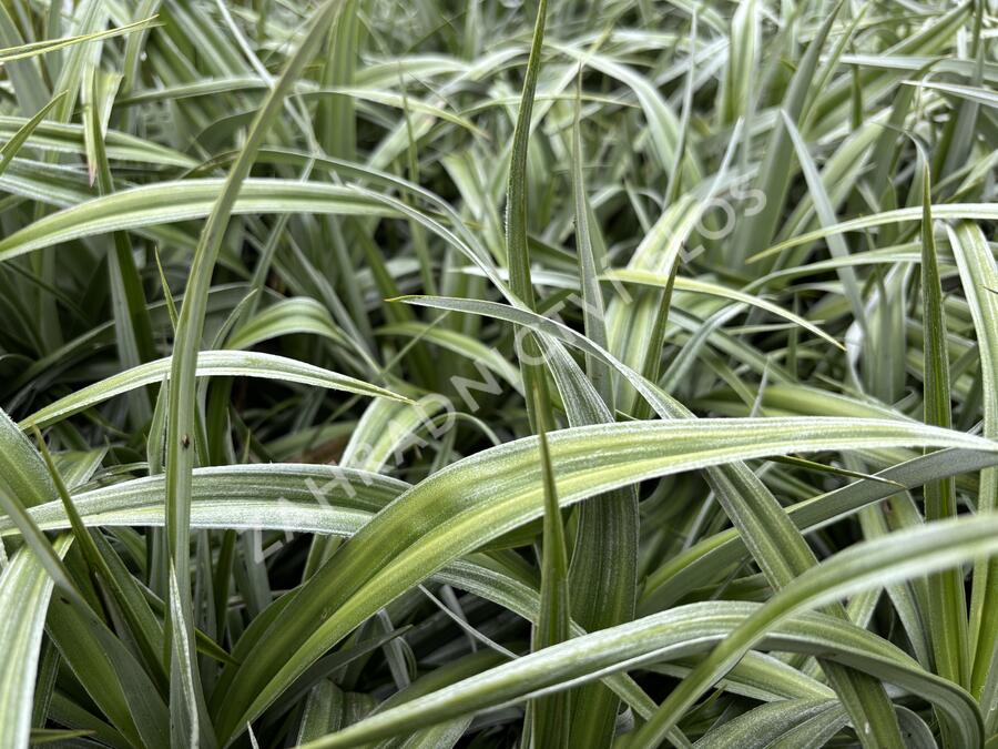 Astelie 'Silver Shadow' - Astelia 'Silver Shadow'