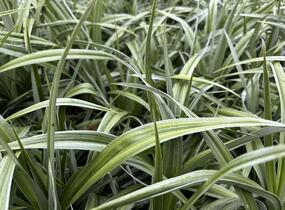 Astelie 'Silver Shadow' - Astelia 'Silver Shadow'