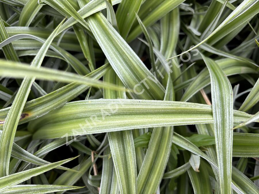 Astelie 'Silver Shadow' - Astelia 'Silver Shadow'