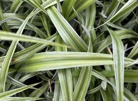 Astelie 'Silver Shadow' - Astelia 'Silver Shadow'