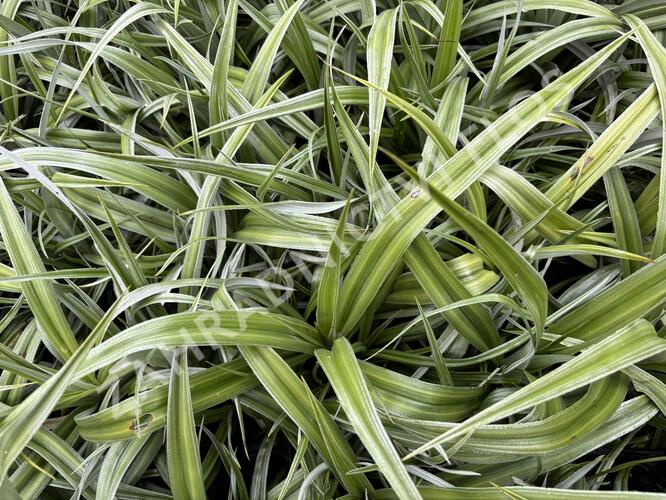 Astelie 'Silver Shadow' - Astelia 'Silver Shadow'