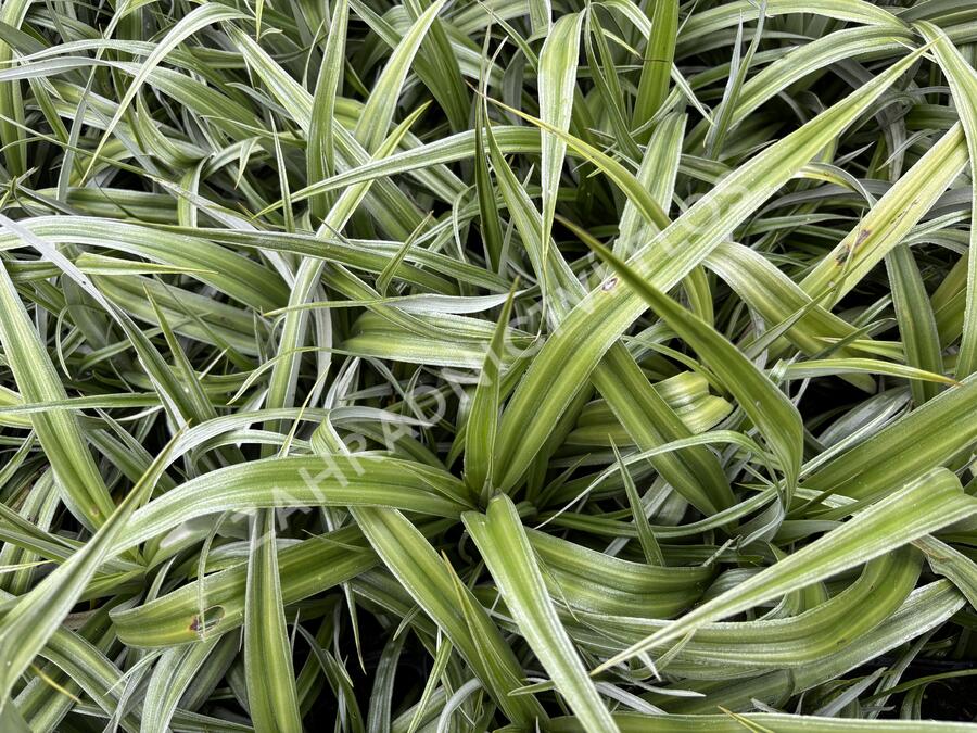 Astelie 'Silver Shadow' - Astelia 'Silver Shadow'