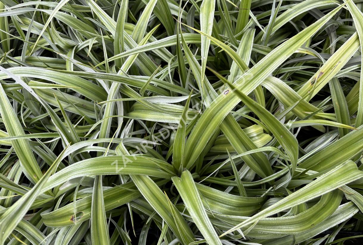 Astelie 'Silver Shadow' - Astelia 'Silver Shadow'