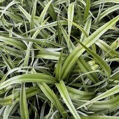 Astelie 'Silver Shadow' - Astelia 'Silver Shadow'