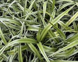 Astelie 'Silver Shadow'