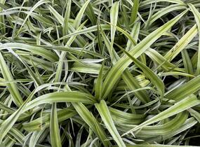 Astelie 'Silver Shadow' - Astelia 'Silver Shadow'