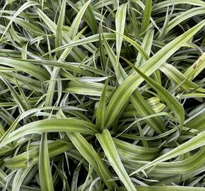 Astelie 'Silver Shadow' - Astelia 'Silver Shadow'