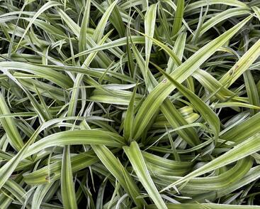 Astelie 'Silver Shadow'