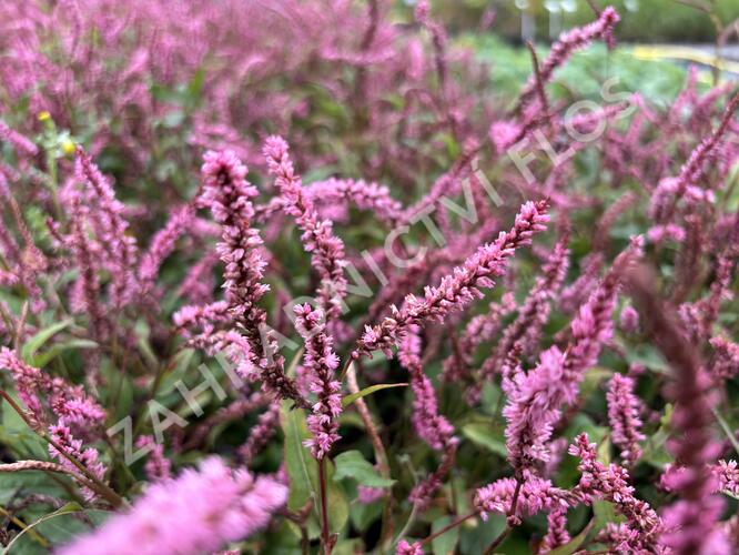 Rdesno objímavé 'Pink Elephant' - Bistorta amplexicaulis 'Pink Elephant'