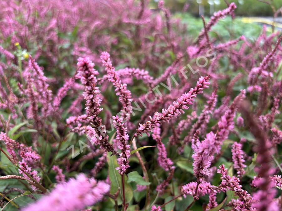 Rdesno objímavé 'Pink Elephant' - Bistorta amplexicaulis 'Pink Elephant'