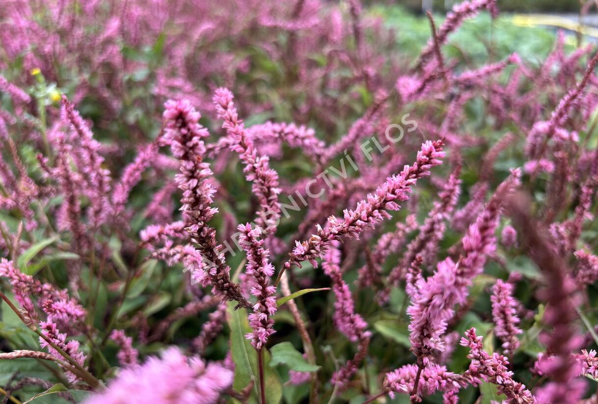 Rdesno objímavé 'Pink Elephant' - Bistorta amplexicaulis 'Pink Elephant'