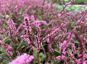 Rdesno objímavé 'Pink Elephant' - Bistorta amplexicaulis 'Pink Elephant'