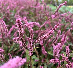 Rdesno objímavé 'Pink Elephant' - Bistorta amplexicaulis 'Pink Elephant'