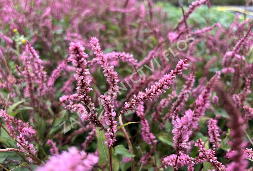 Rdesno objímavé 'Pink Elephant' - Bistorta amplexicaulis 'Pink Elephant'