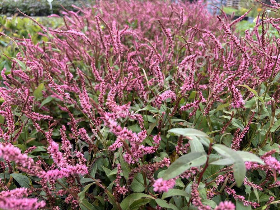 Rdesno objímavé 'Pink Elephant' - Bistorta amplexicaulis 'Pink Elephant'