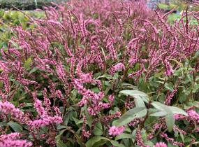 Rdesno objímavé 'Pink Elephant' - Bistorta amplexicaulis 'Pink Elephant'