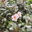 Vajgélie květnatá 'Vintage Love' - Weigela florida 'Vintage Love'