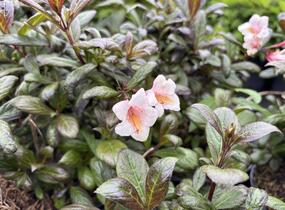 Vajgélie květnatá 'Vintage Love' - Weigela florida 'Vintage Love'