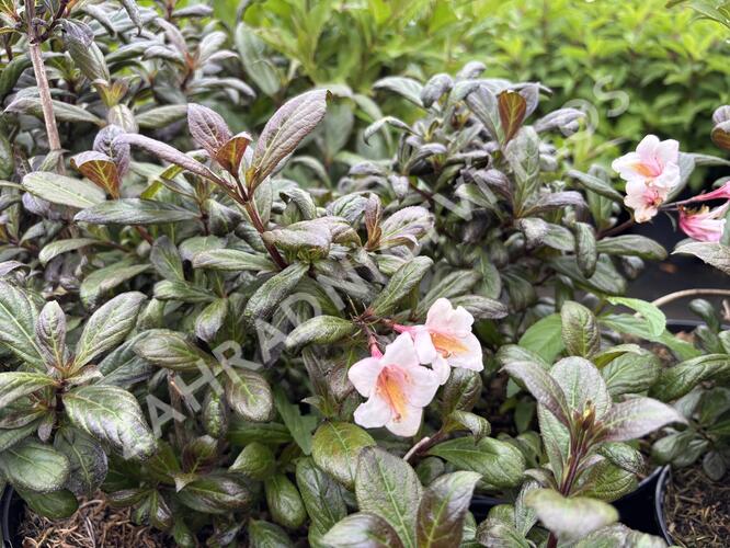 Vajgélie květnatá 'Vintage Love' - Weigela florida 'Vintage Love'
