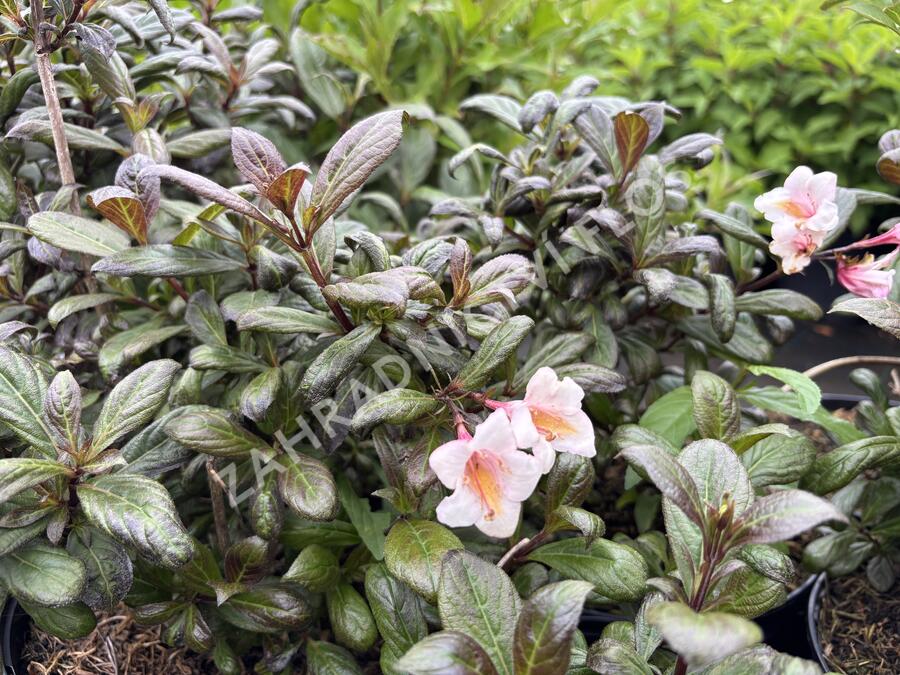 Vajgélie květnatá 'Vintage Love' - Weigela florida 'Vintage Love'