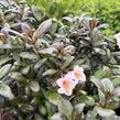 Vajgélie květnatá 'Vintage Love' - Weigela florida 'Vintage Love'