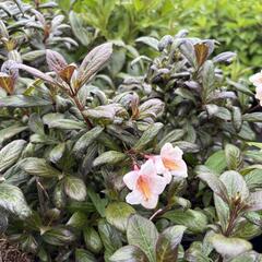 Vajgélie květnatá 'Vintage Love' - Weigela florida 'Vintage Love'