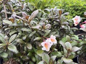 Vajgélie květnatá 'Vintage Love' - Weigela florida 'Vintage Love'