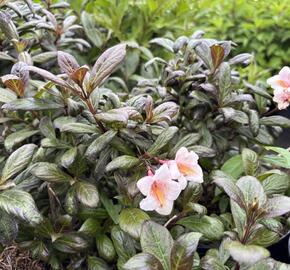 Vajgélie květnatá 'Vintage Love' - Weigela florida 'Vintage Love'