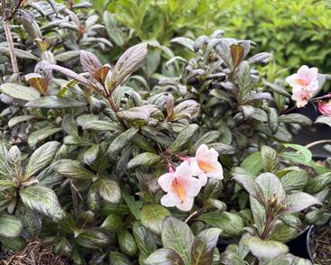 Vajgélie květnatá 'Vintage Love'