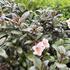 Weigela florida 'Vintage Love'_01.JPG