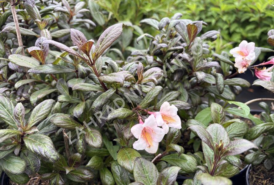 Vajgélie květnatá 'Vintage Love' - Weigela florida 'Vintage Love'