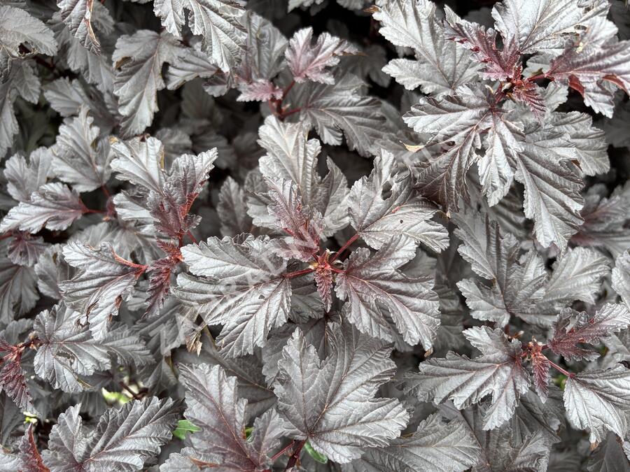 Tavola kalinolistá 'Sweet Dreams' - Physocarpus opulifolius 'Sweet Dreams'