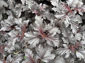 Tavola kalinolistá 'Sweet Dreams' - Physocarpus opulifolius 'Sweet Dreams'
