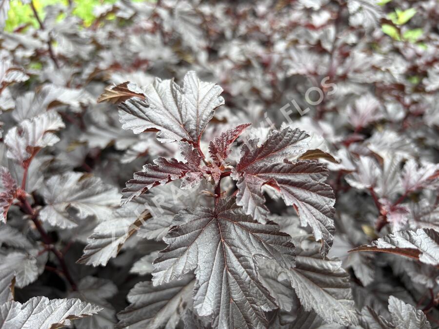 Tavola kalinolistá 'Sweet Dreams' - Physocarpus opulifolius 'Sweet Dreams'