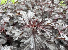 Tavola kalinolistá 'Sweet Dreams' - Physocarpus opulifolius 'Sweet Dreams'