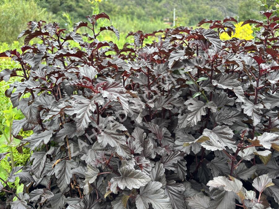 Tavola kalinolistá 'Sweet Dreams' - Physocarpus opulifolius 'Sweet Dreams'