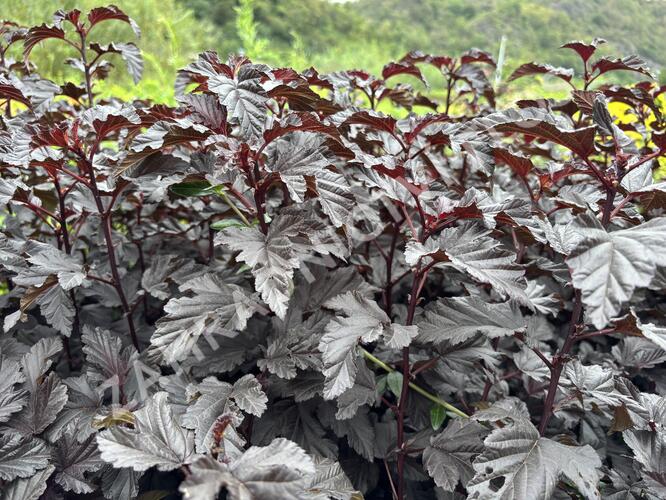 Tavola kalinolistá 'Sweet Dreams' - Physocarpus opulifolius 'Sweet Dreams'