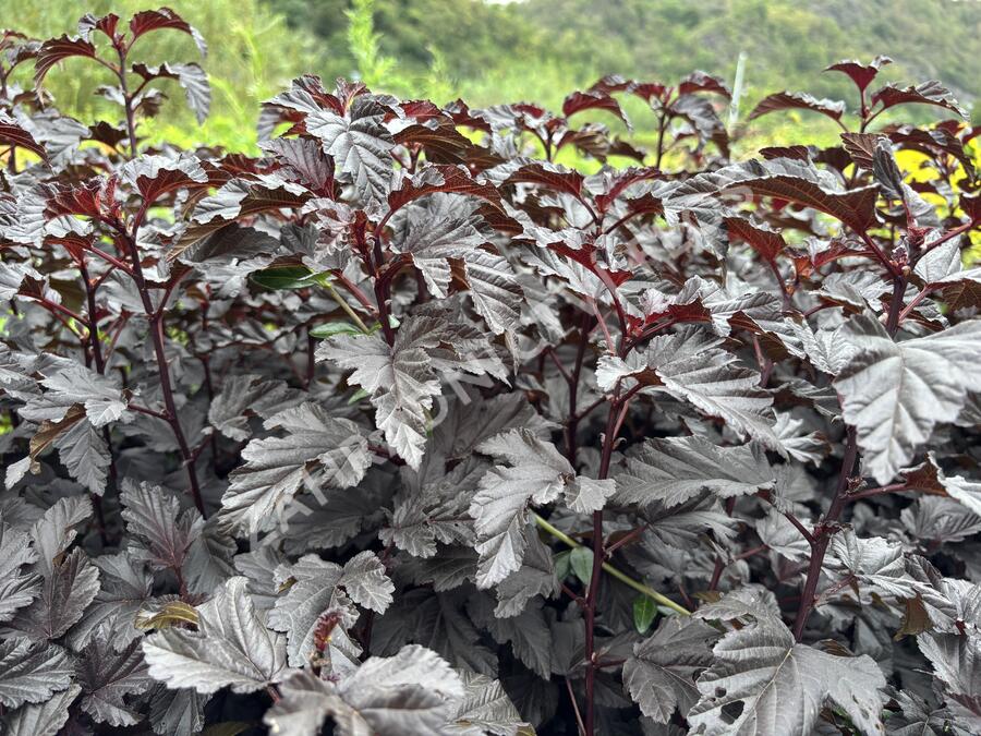 Tavola kalinolistá 'Sweet Dreams' - Physocarpus opulifolius 'Sweet Dreams'