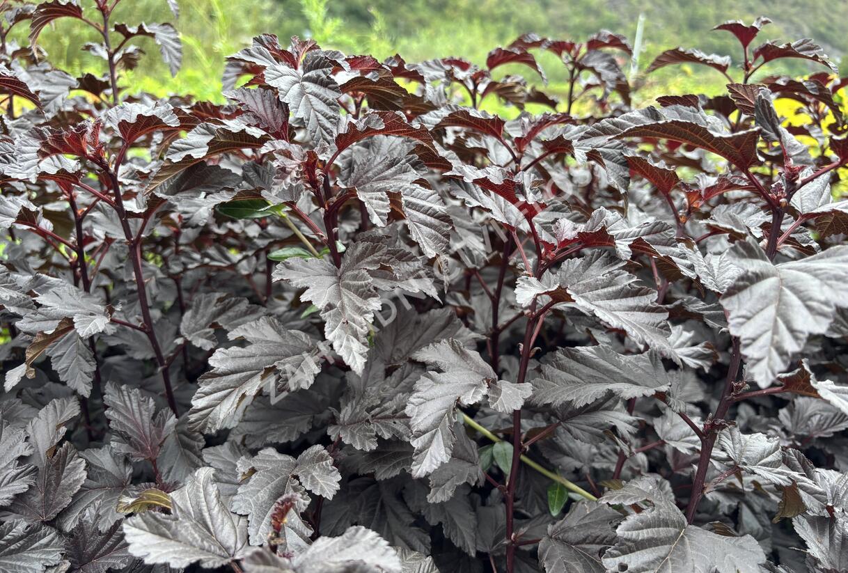 Tavola kalinolistá 'Sweet Dreams' - Physocarpus opulifolius 'Sweet Dreams'