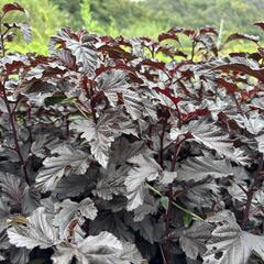 Tavola kalinolistá 'Sweet Dreams' - Physocarpus opulifolius 'Sweet Dreams'