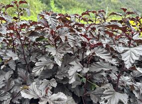 Tavola kalinolistá 'Sweet Dreams' - Physocarpus opulifolius 'Sweet Dreams'