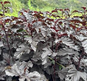 Tavola kalinolistá 'Sweet Dreams' - Physocarpus opulifolius 'Sweet Dreams'