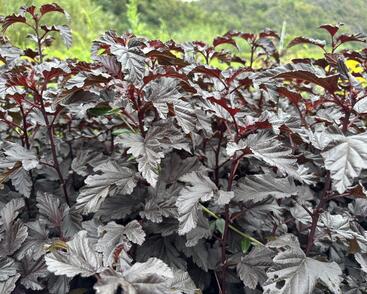 Tavola kalinolistá 'Sweet Dreams'