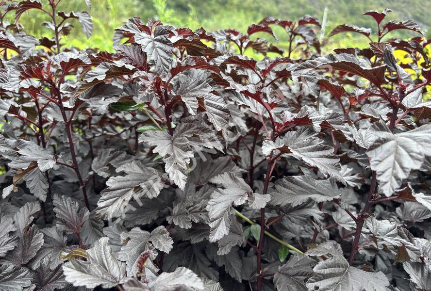 Tavola kalinolistá 'Sweet Dreams' - Physocarpus opulifolius 'Sweet Dreams'