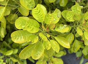 Ruj vlasatá 'Golden Lady' - Cotinus coggygria 'Golden Lady'