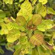 Ruj vlasatá 'Golden Lady' - Cotinus coggygria 'Golden Lady'